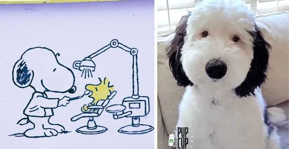 Snoopy is real: her name is Bayley and the Internet can't get enough of her
