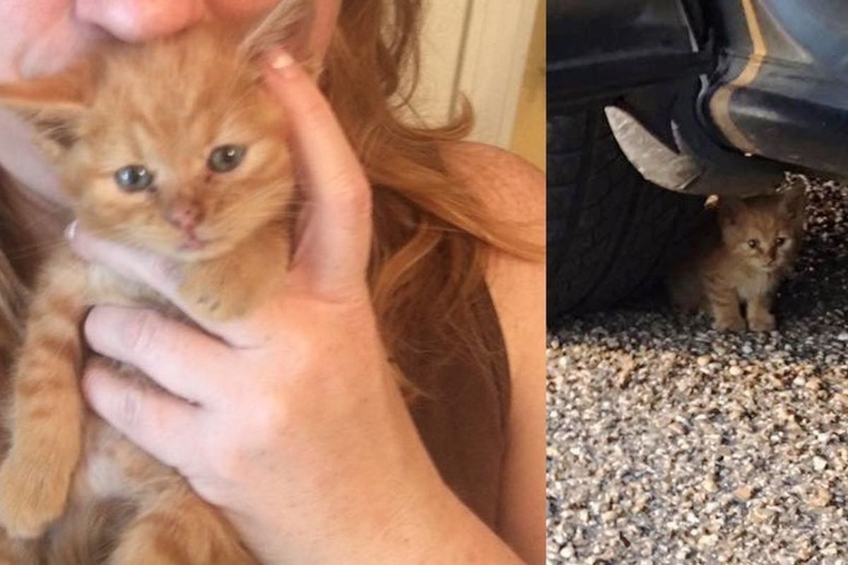 Feral Kitten Discovers Cuddles, He Can't Stop Purring