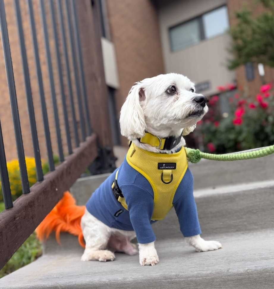 Pets support our mental health every single day—now, it’s our turn to care for them
