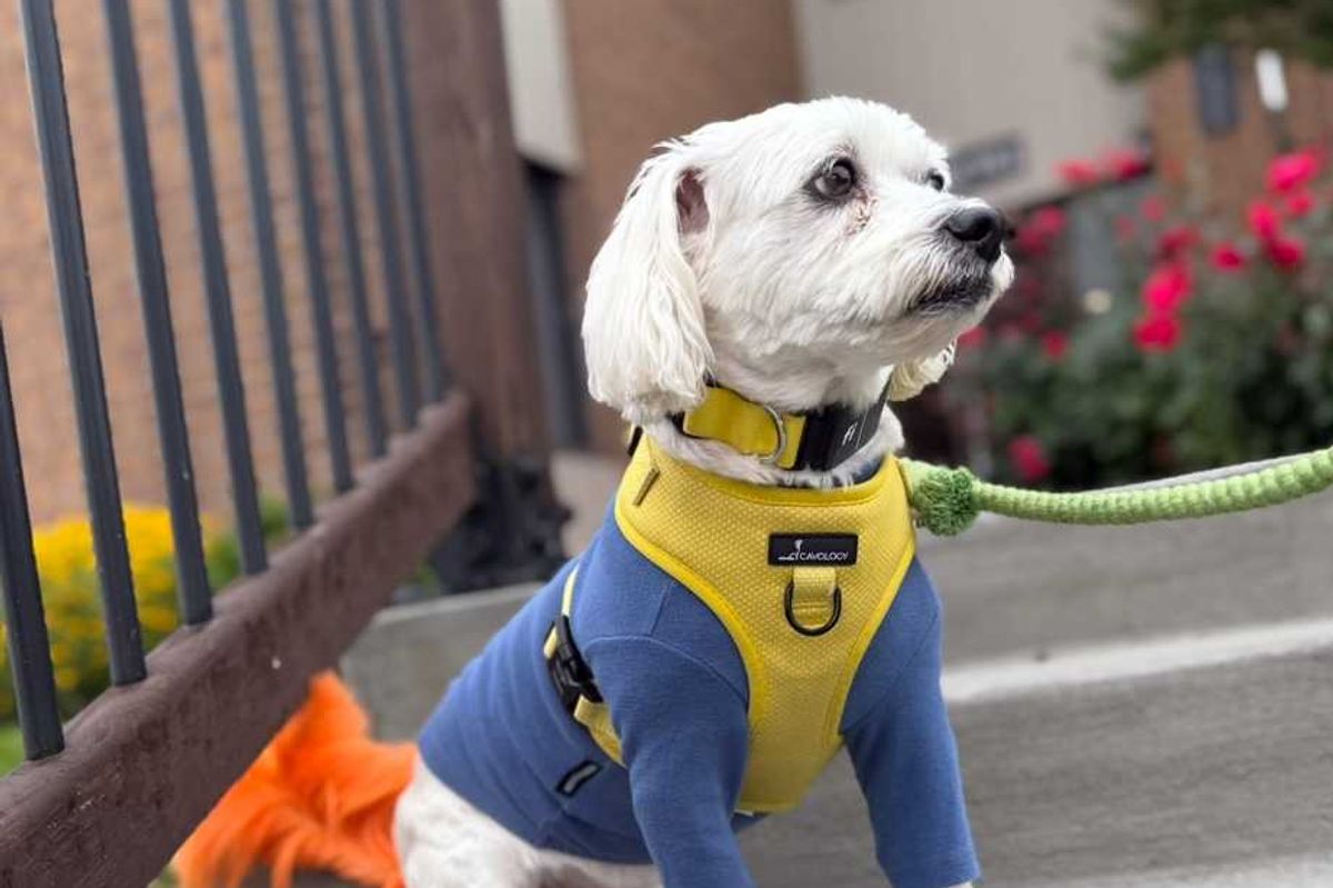 Pets support our mental health every single day—now, it’s our turn to care for them