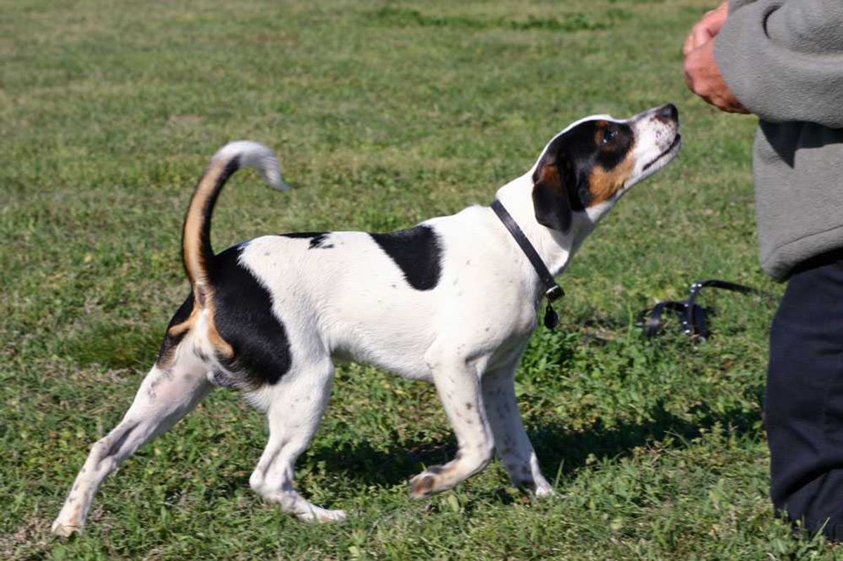 danish-swedish farmdog, danish swedish farmdog, danish swedish farmdogs, american kennel club breed, dog breed