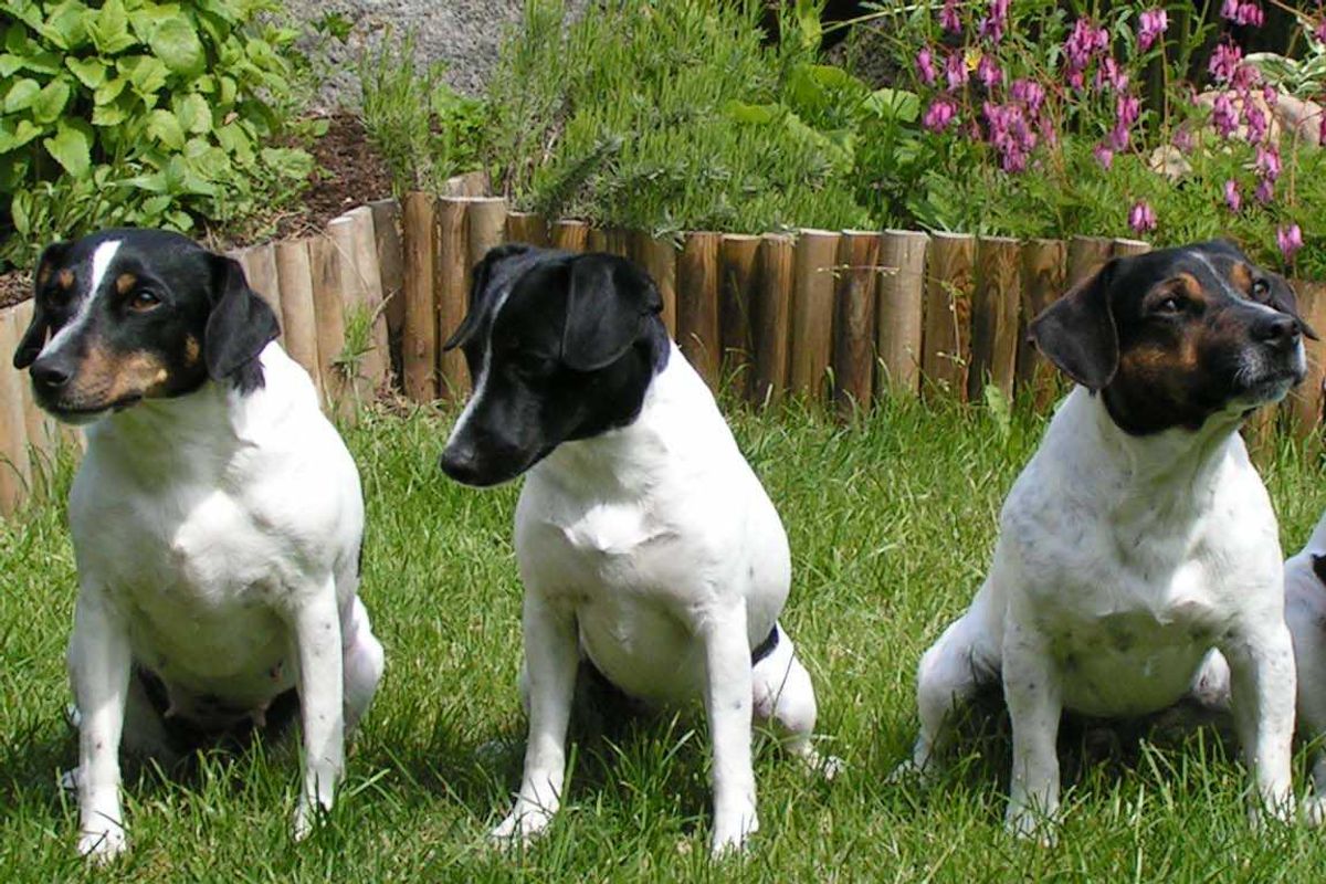 danish-swedish farmdog, dog, akc