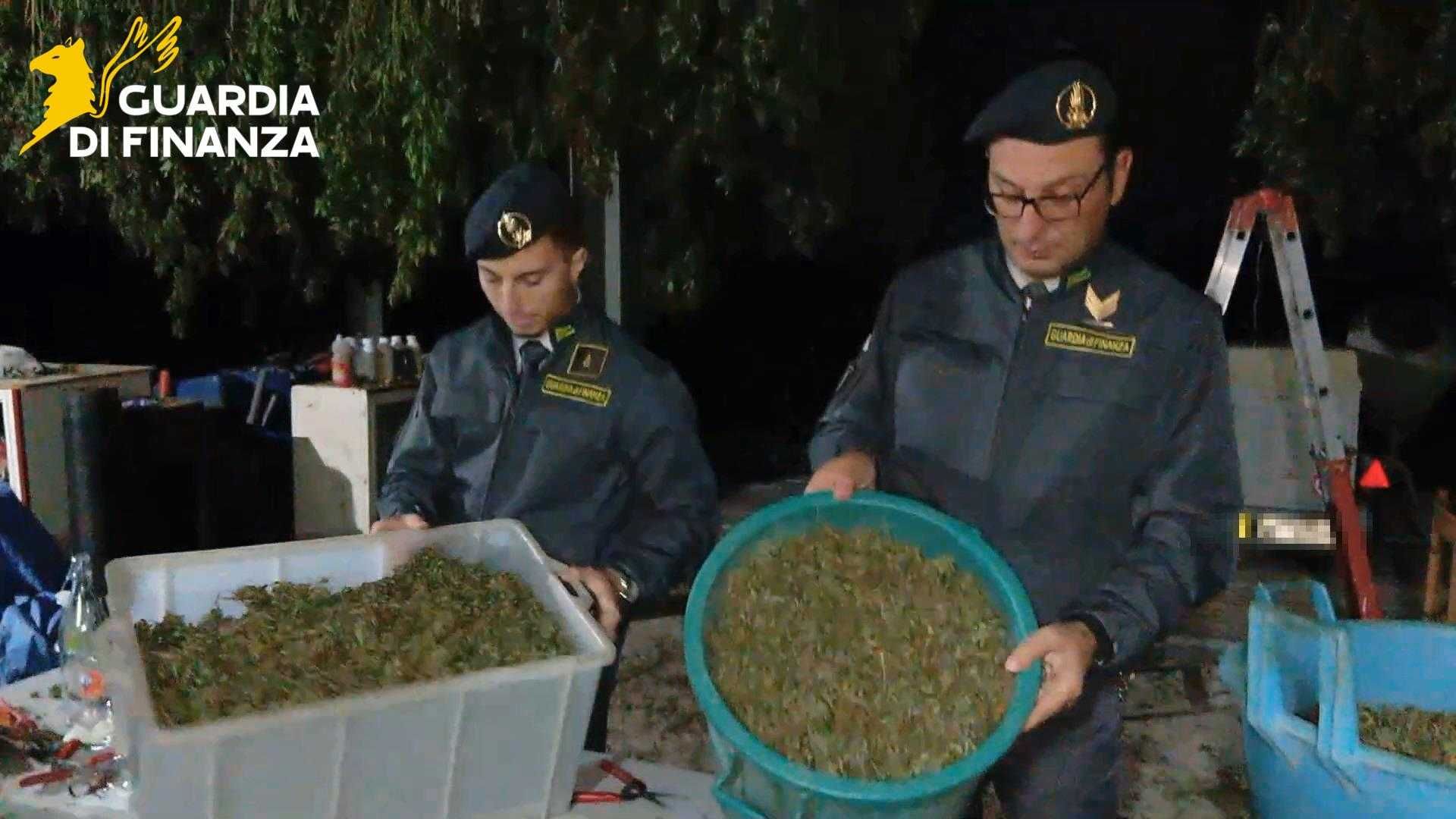 La GdF sequestra una tonnellata di cannabis in Campania