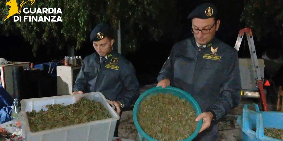 la gdf sequestra una tonnellata di cannabis in campania