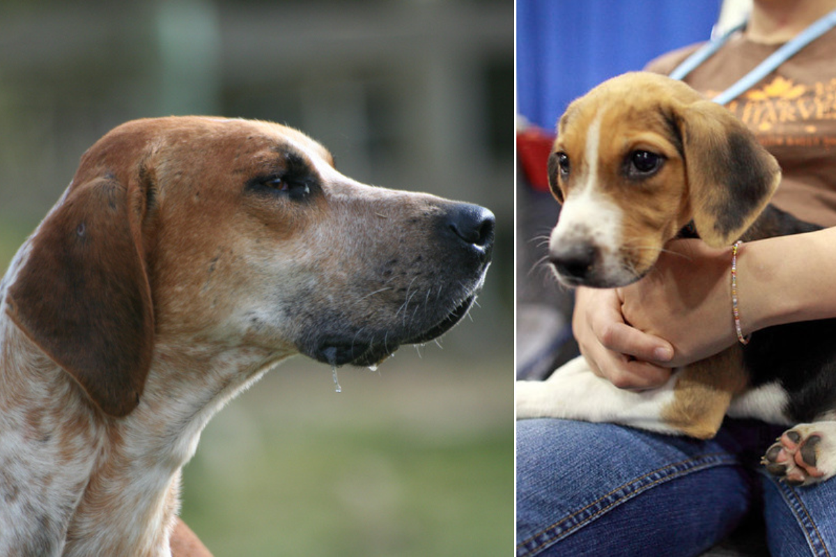 dogs, dog breeds, akc, akc breed rankings, most popular dogs, pets, family pets, english foxhound