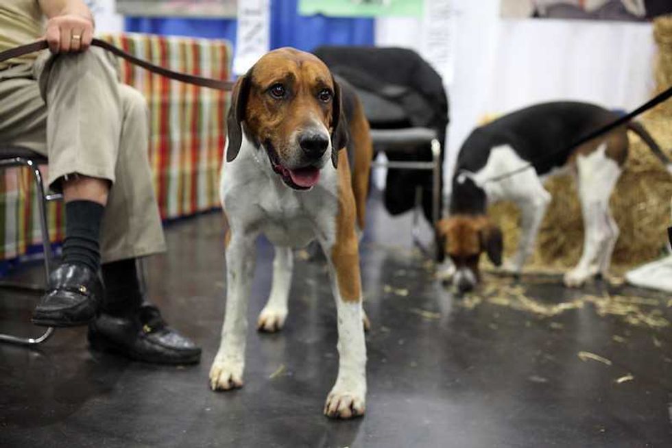 dogs, dog breeds, akc, akc breed rankings, most popular dogs, pets, family pets, english foxhound