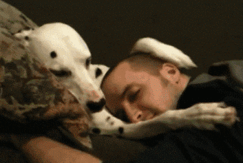 dog, dog snuggle, dog cuddle, dog best friend, dog hug