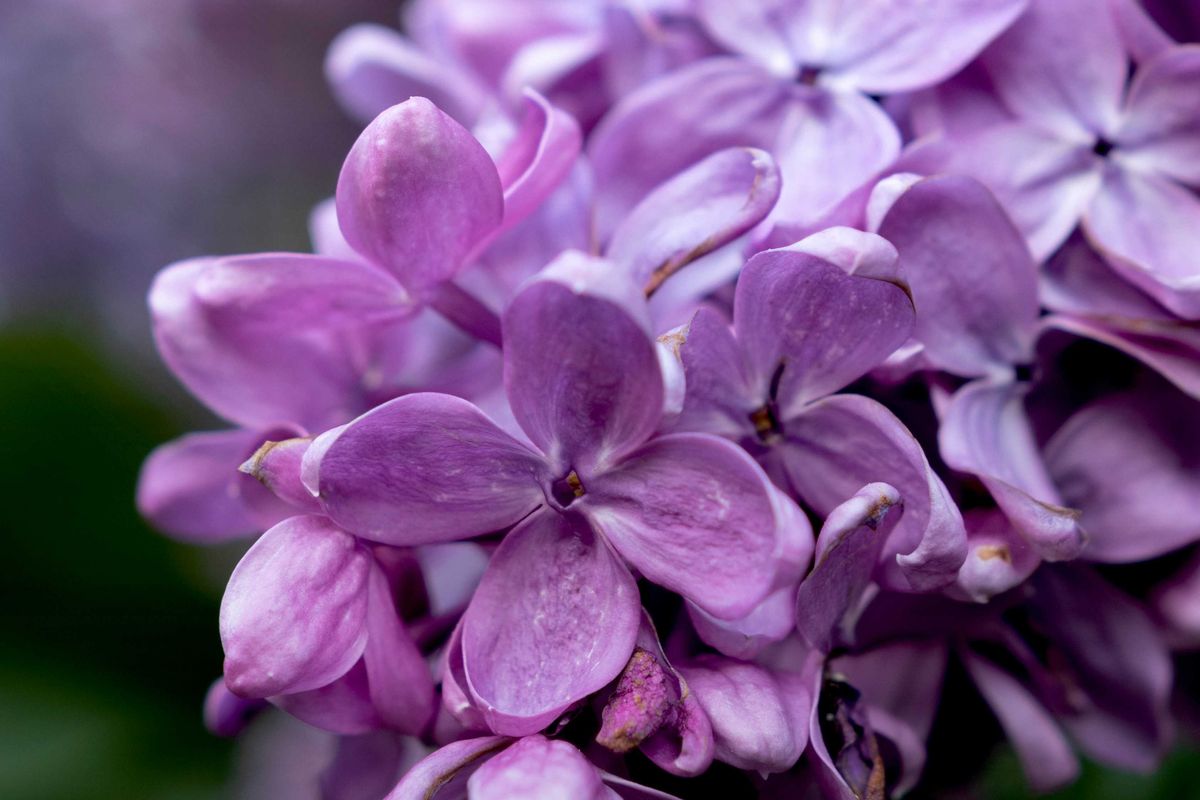 lilacs, flowers, love, amour, beauty
