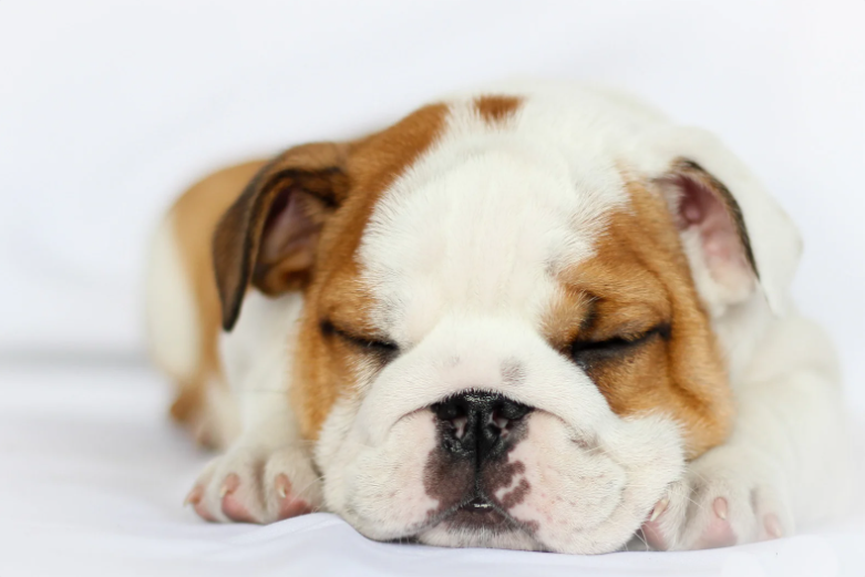 dog, puppy, bulldog, dog sleep, dog nap, napping dog, sleeping dog