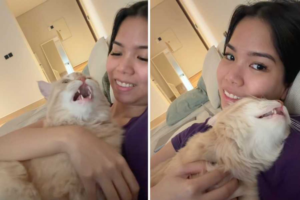 cat, pets, singing, viral videos, musical cat