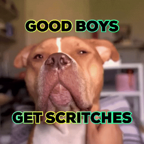 scritches, pups, dogs, good boy, guard dog