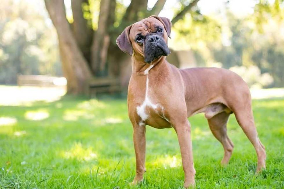 dogs; man's best friend; introverts; extroverts; dog breeds; calm dogs; happy dogs