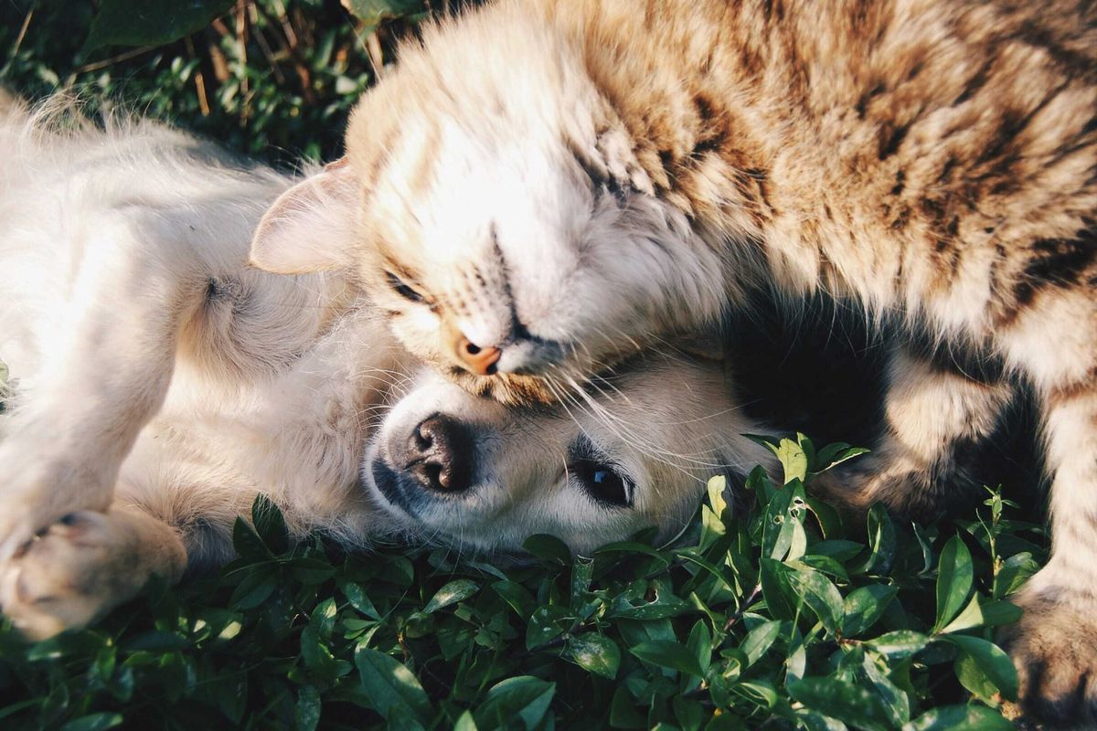 dogs, cats, pet names, trending, names