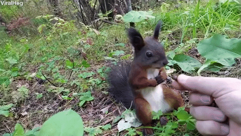 squirrel, feeding a squirrel, feeding animals, kindness, humans