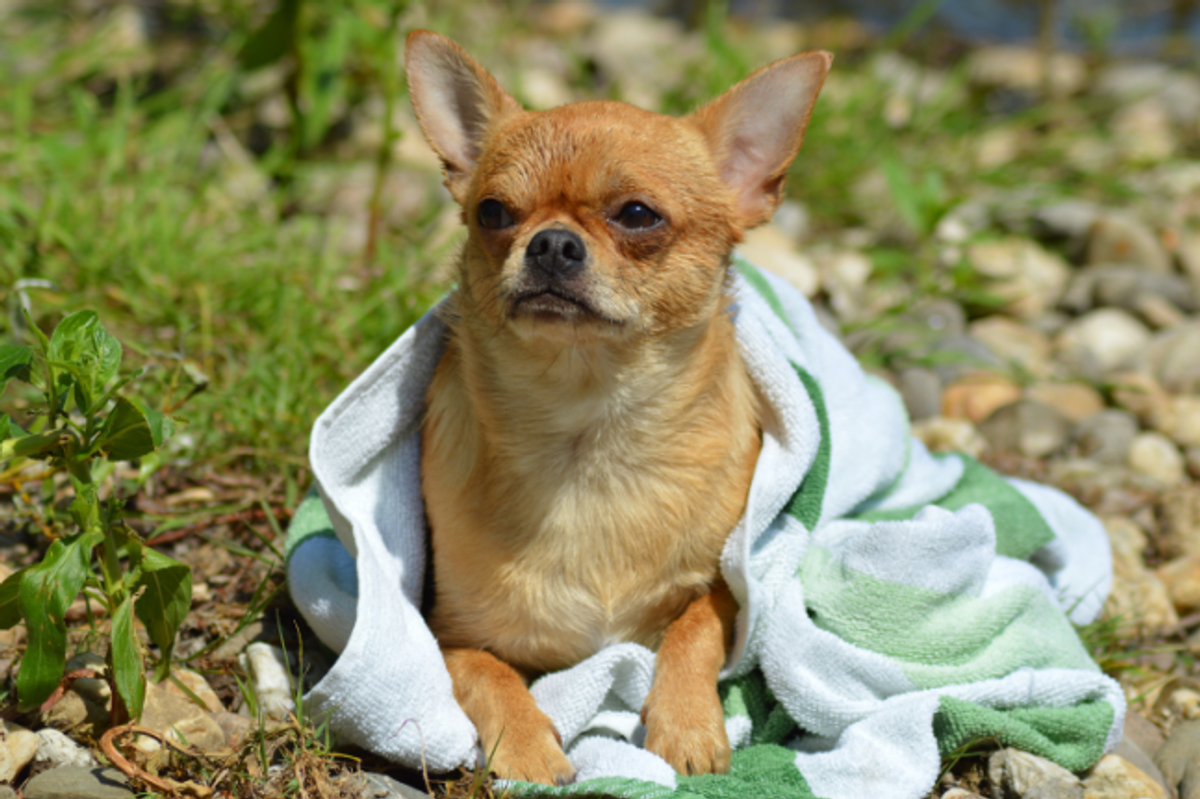 chihuahua, dog, small dog, dog in a blanket, rescue dog, pets