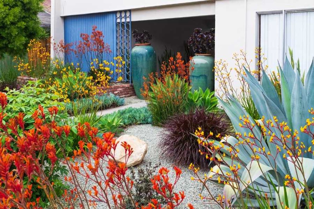 native garden, backyard transformation, native plants, gardening, landscaping, xeriscaping