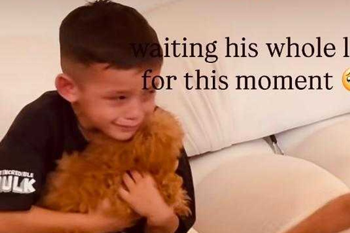 dog, siblings, puppies, dogs, birthday surprise, love