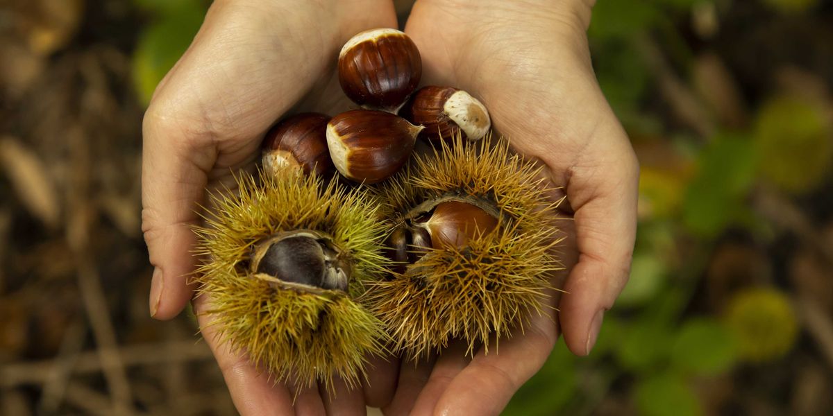 Castagna da romanzo. Da pane dei poveri a «musa» di letterati Castagna da romanzo. Da pane dei poveri a «musa» di letterati