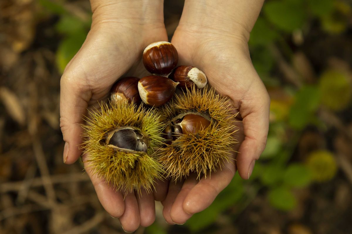 Castagna da romanzo. Da pane dei poveri a «musa» di letterati