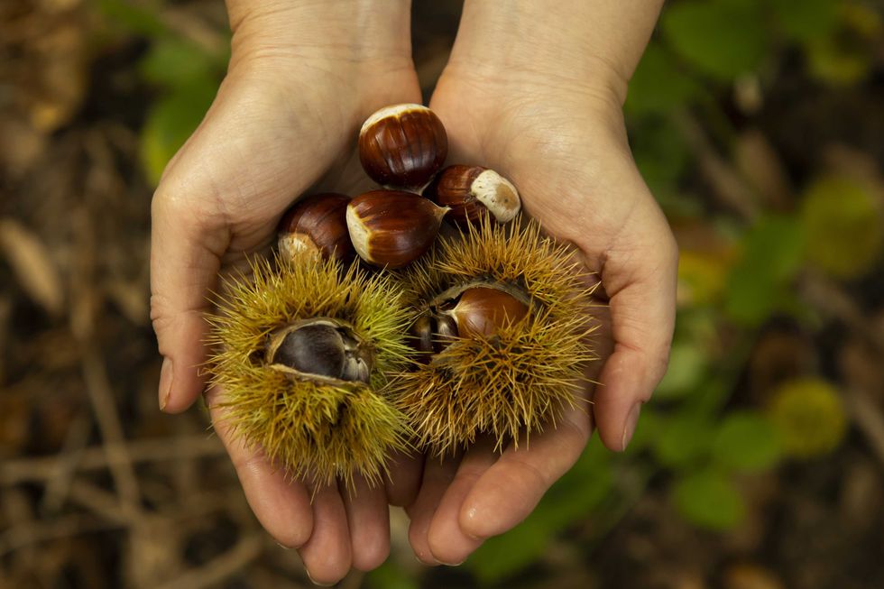 Castagna da romanzo. Da pane dei poveri a «musa» di letterati