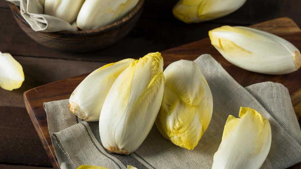 Indivia belga, l’insalata ideale nei mesi freddi per integrare acqua e fibre e combattere lo stress