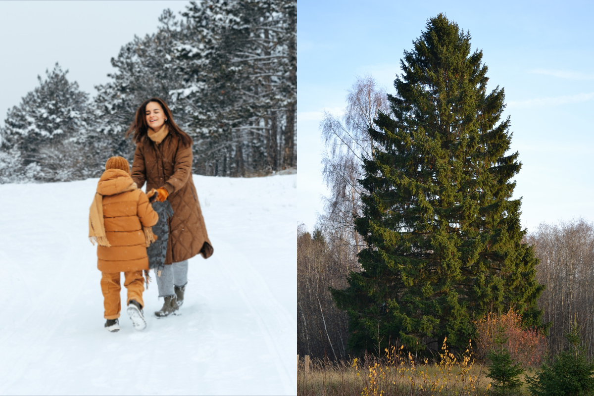 Rockefeller Center Christmas Tree, rockefeller christmas, rockefeller tree, rockefeller center tree, norway spruce