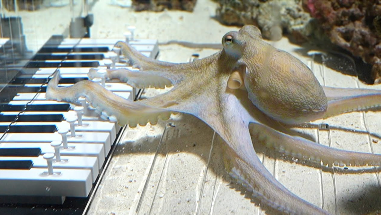 octopus, piano, intelligence, funny animal stories, science