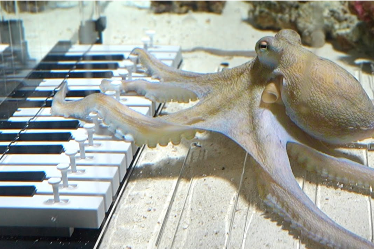 octopus, piano, intelligence, funny animal stories, science