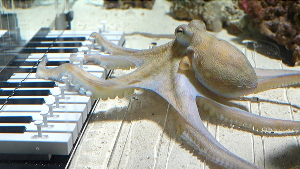 Musician shares how he taught an octopus to play the piano in six months