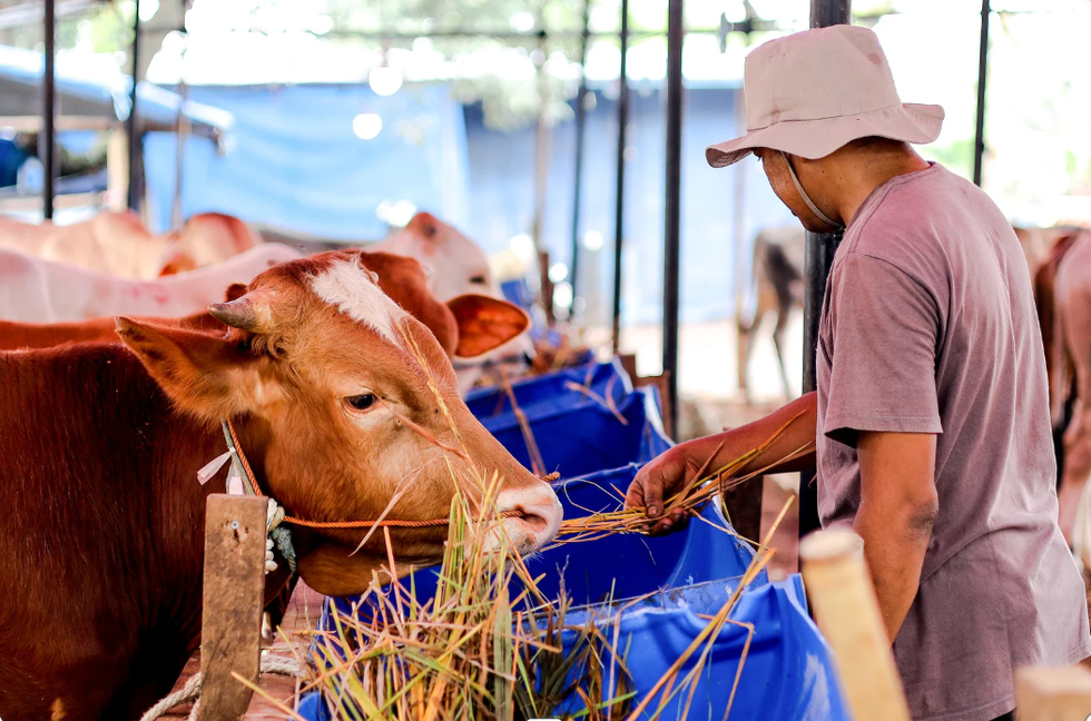 domesticated animals, wild animals, horse, zebra, pets, zoology, animal video, animals, science, exotic pets