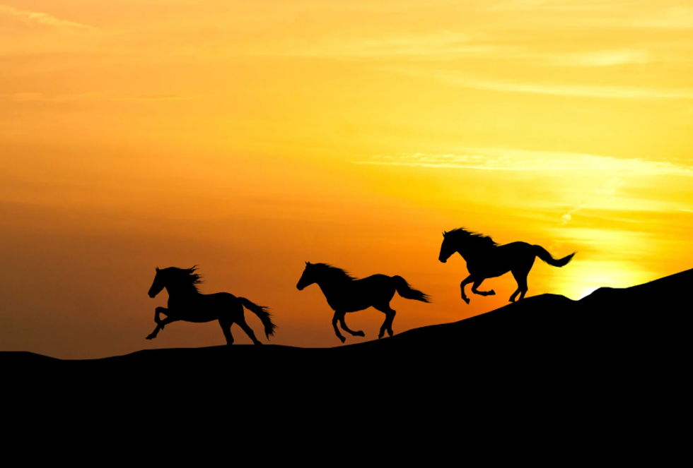 domesticated animals, wild animals, horse, zebra, pets, zoology, animal video, animals, science, exotic pets