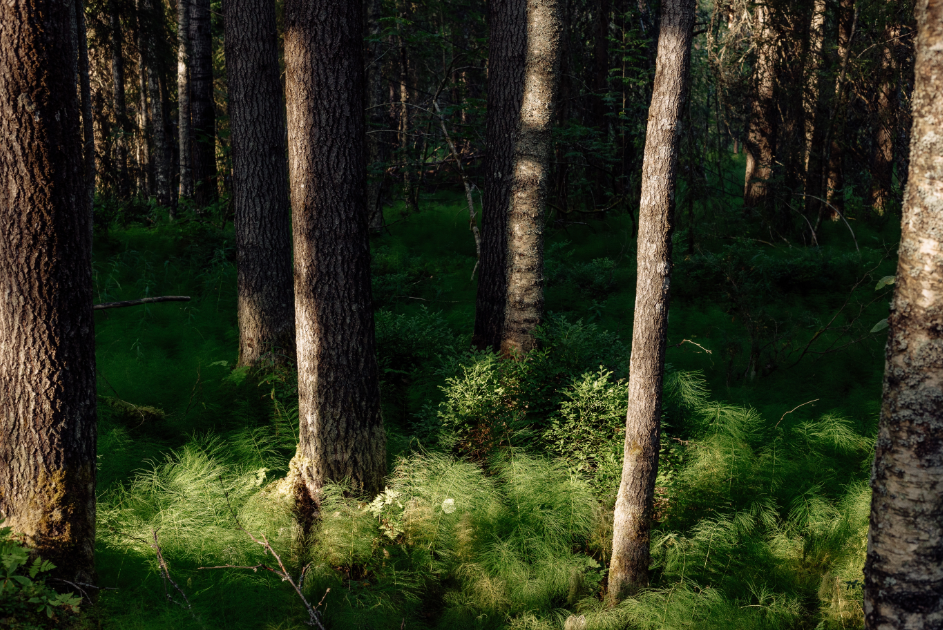island life, Finland, Helsinki coast, island, summer home