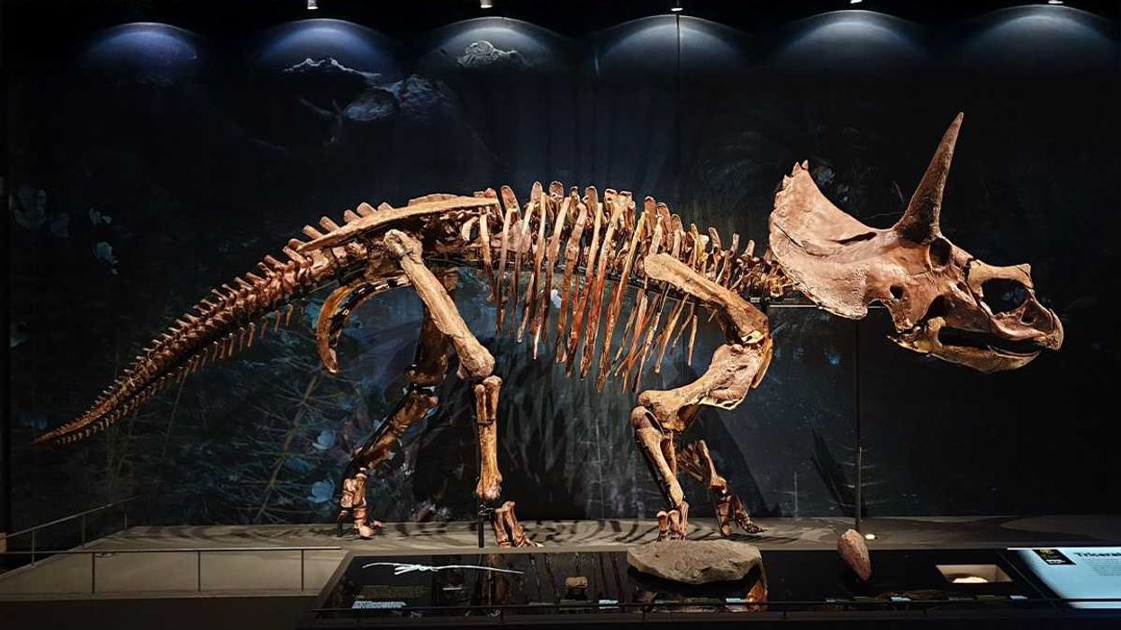 dinosaurs, flat earther, intellignece, cognitive processing, belief systems, historical accuracies, reality