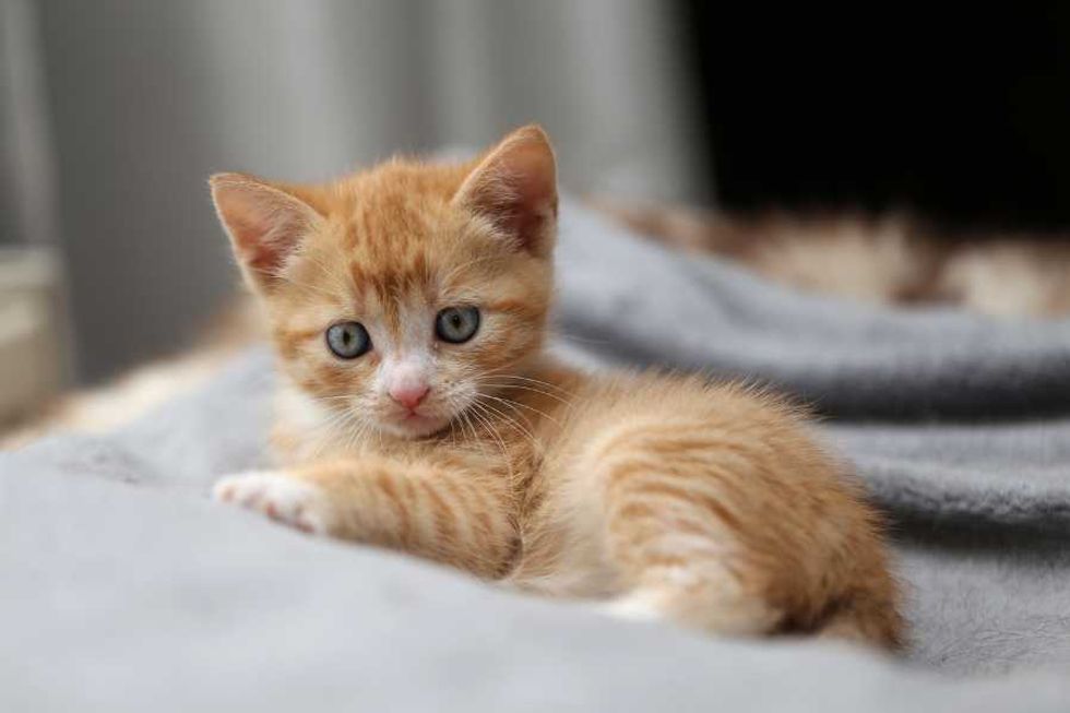 kitten, orange tabby, cute kitty, cute aggression, cuteness