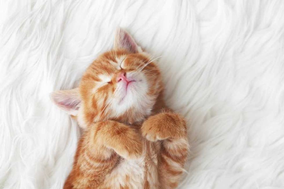 kitten, orange tabby, cute kitty, cute aggression, cuteness