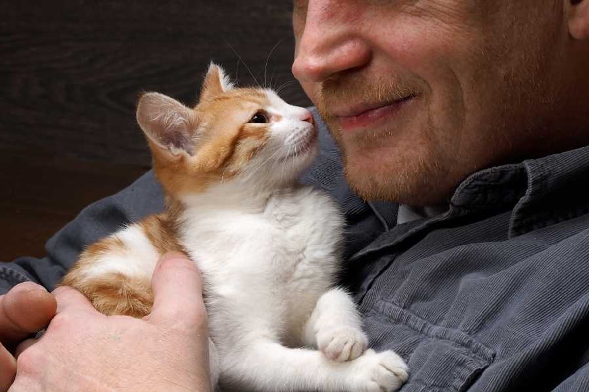 kitten, cute kitty, cute aggression, cuteness, baby cat