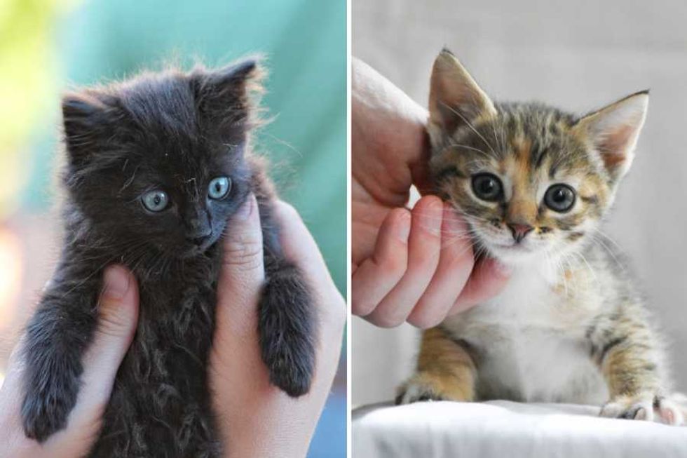 Man's unique gift for naming cats has strangers asking him to name their kittens
