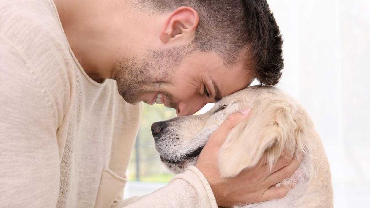 redditors, public opinion, thread, nonjudgement, verbal processing, attachment, co-regulation, pet therapy