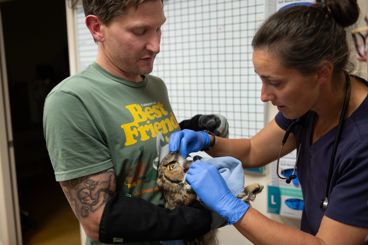 owl, great horned owl, wildlife rescue, wildlife rehabilitation, Best Friends Animal Sanctuary