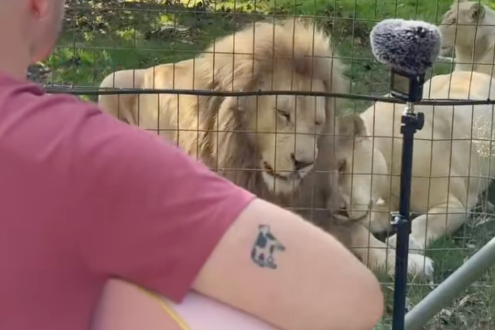 Three lions have the most beautiful reaction to a man singing a Guns N' Roses song to them