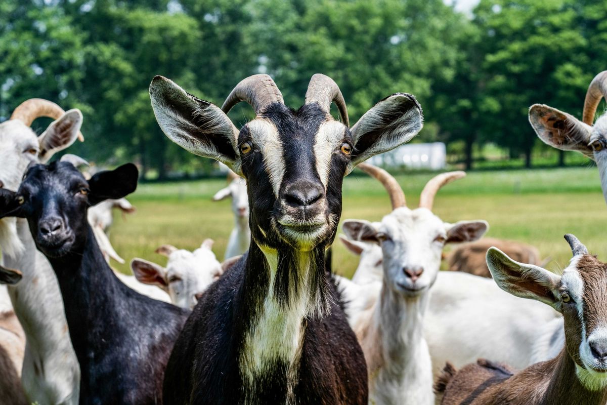 goats, Detroit, viral video, goat, animals, funny