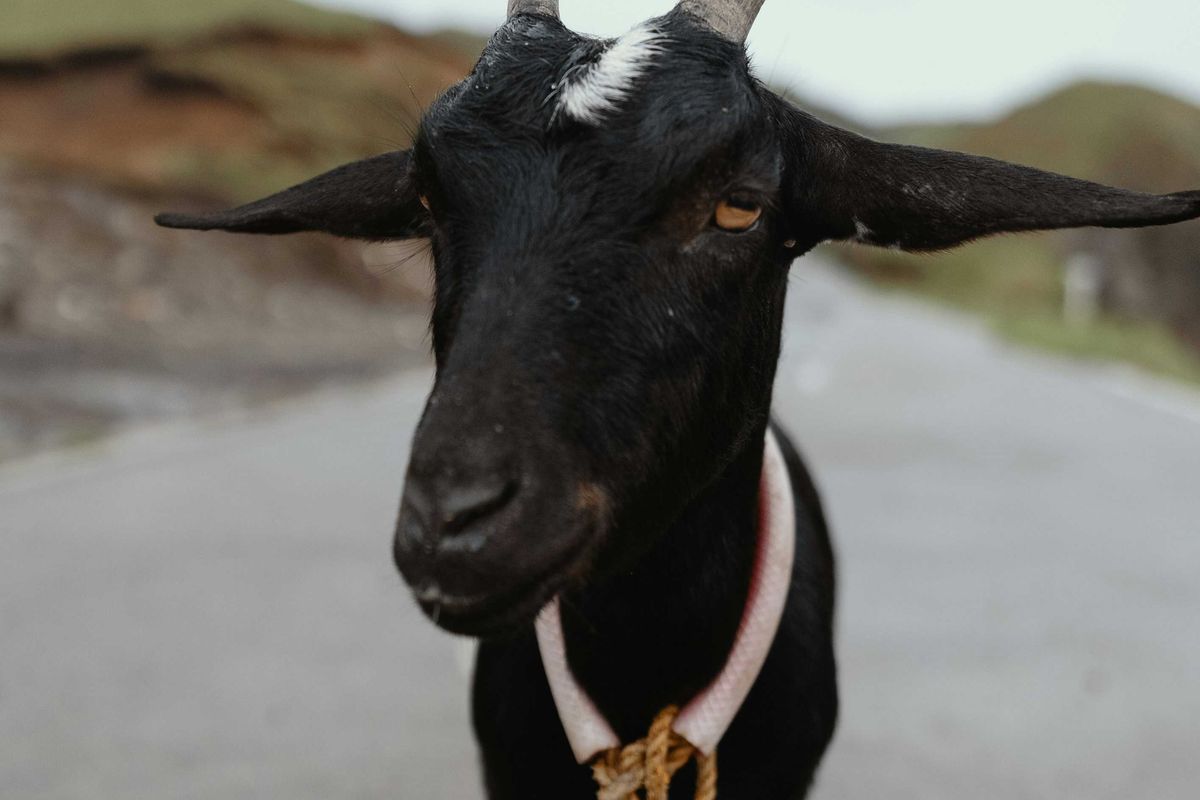 black goat, goat, viral video, detroit, viral