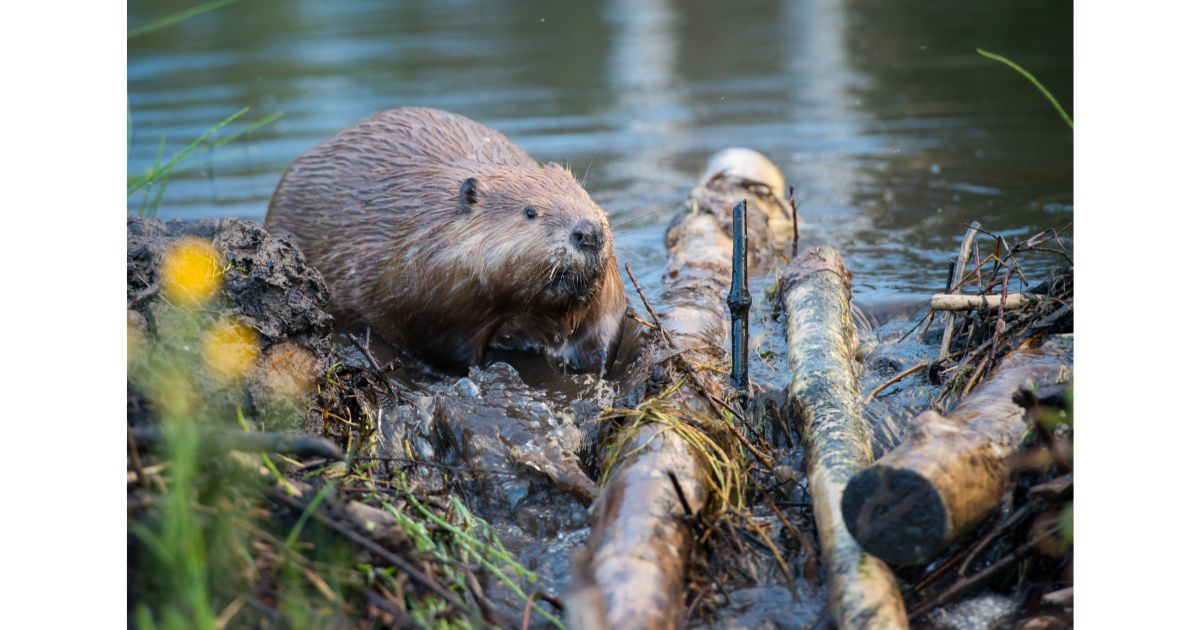 beavers, beaver dam, animals, wildlife, ecosystem, nature, earth, sustainability, deserts, waterways, rivers, pollution, climate change