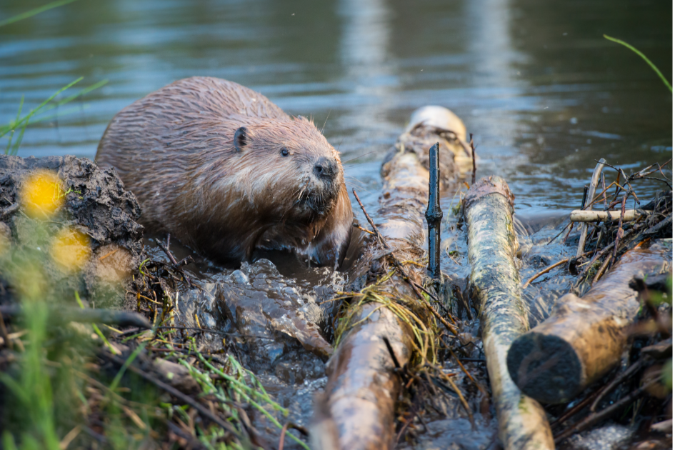beavers, beaver dam, animals, wildlife, ecosystem, nature, earth, sustainability, deserts, waterways, rivers, pollution, climate change