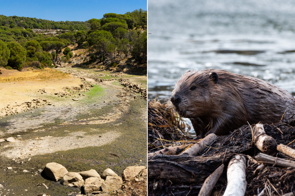 Beavers were brought to the desert to save a dying river. Six years later, here are the results.