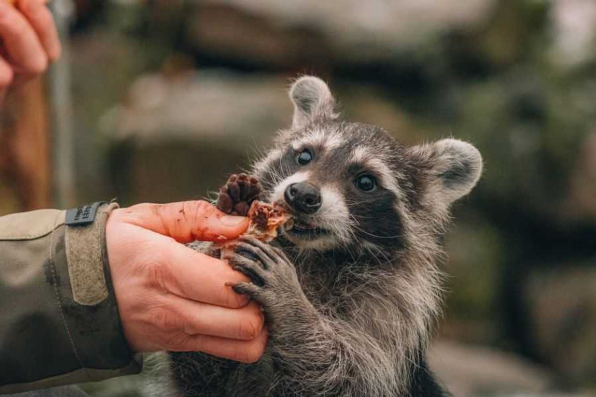 raccoons, raccoons domesticating themselves, raccoons as pets, pets, exotic pets, animals, wildlife