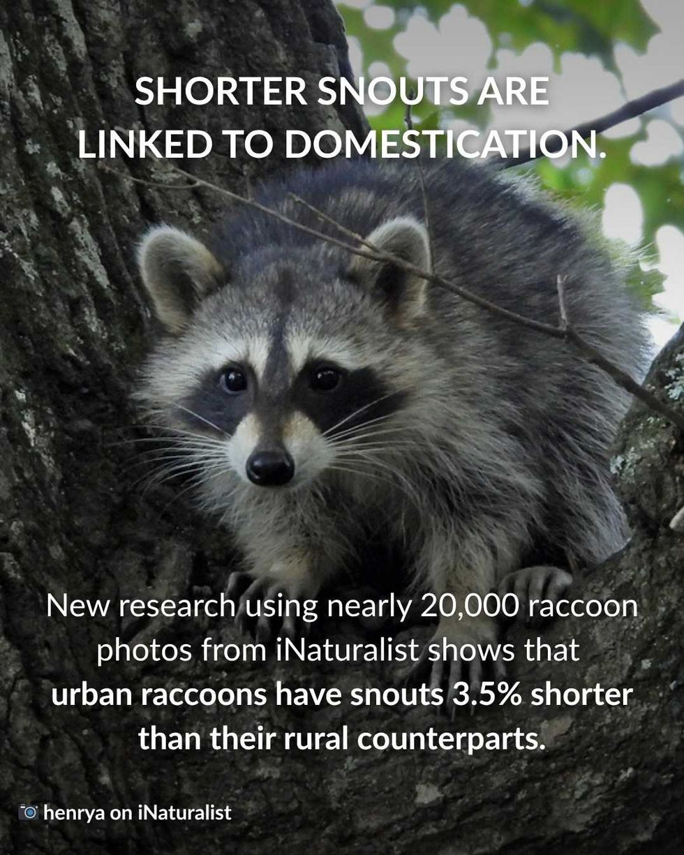 raccoons, raccoons domesticating themselves, raccoons as pets, pets, exotic pets, animals, wildlife