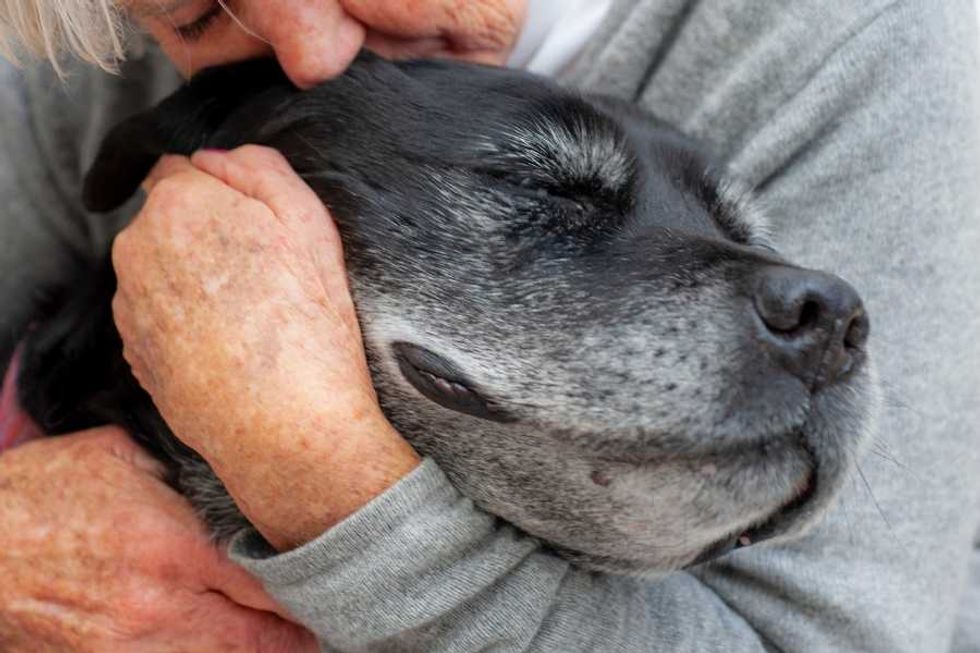 Old dog, rescue dog, pets, adopted animals, pet grief