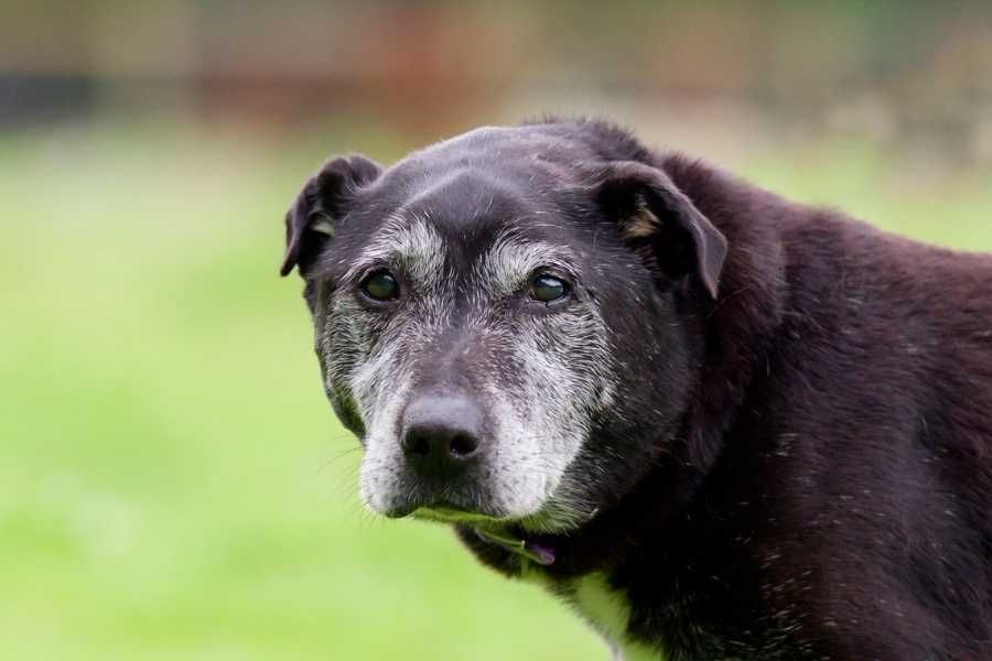 Old dog, rescue dog, pets, adopted animals, pet grief