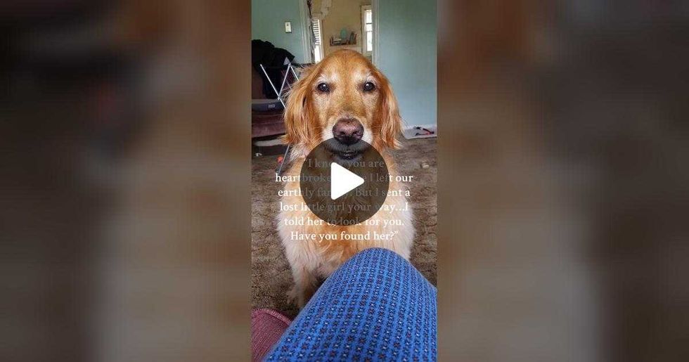 dog, senior dog, rescue dog, adopted animals, pet grief